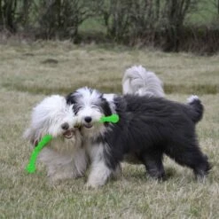 KONG Safestix Tug Dog Toy - Assorted