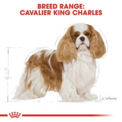 Royal Canin Cavalier King Charles Adult Dog Dry Food -ROYAL CANIN Shop I0045346 en 03
