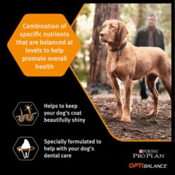 Purina Pro Plan OptiBalance Robust Large Adult Dry Dog Food - Chicken -ROYAL CANIN Shop I9127280 en 05