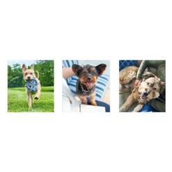 Hill's Science Plan Youthful Vitality Medium Adult 7+ Dry Dog Food - Chicken & Rice