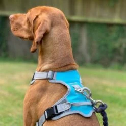 Henry Wag Dog Travel Harness -ROYAL CANIN Shop I9521451 01