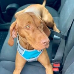 Henry Wag Dog Travel Harness -ROYAL CANIN Shop I9521451 04