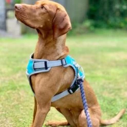 Henry Wag Dog Travel Harness -ROYAL CANIN Shop I9521451 05