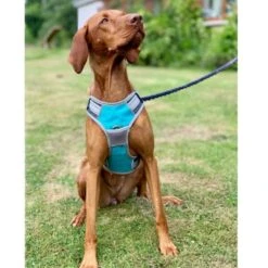 Henry Wag Dog Travel Harness -ROYAL CANIN Shop I9521451 06