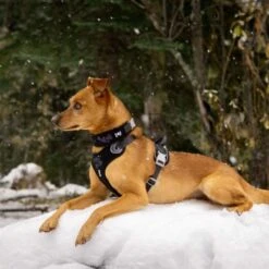 Hurtta Weekend Warrior Dog Harness - Raven -ROYAL CANIN Shop I9521677 02
