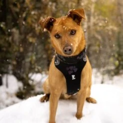 Hurtta Weekend Warrior Dog Harness - Raven -ROYAL CANIN Shop I9521677 03