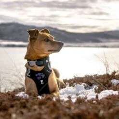 Hurtta Weekend Warrior Dog Harness - Raven