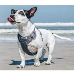 Red Dingo Padded Dog Harness - Cool Grey -ROYAL CANIN Shop I9522415 03