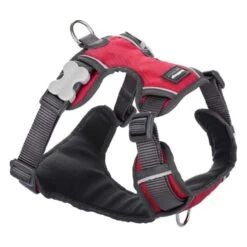 Red Dingo Padded Dog Harness - Red -ROYAL CANIN Shop I9522433