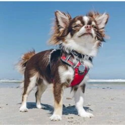 Red Dingo Padded Dog Harness - Red