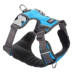 Red Dingo Padded Dog Harness - Turquoise -ROYAL CANIN Shop I9530462