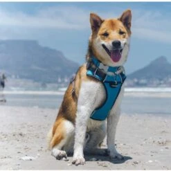 Red Dingo Padded Dog Harness - Turquoise -ROYAL CANIN Shop I9530462 03