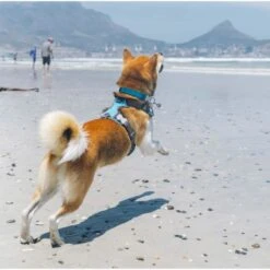 Red Dingo Padded Dog Harness - Turquoise -ROYAL CANIN Shop I9530462 04