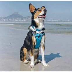 Red Dingo Padded Dog Harness - Turquoise -ROYAL CANIN Shop I9530462 05