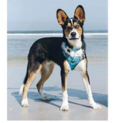 Red Dingo Padded Dog Harness - Turquoise -ROYAL CANIN Shop I9530462 06