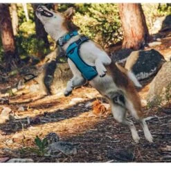 Red Dingo Padded Dog Harness - Turquoise