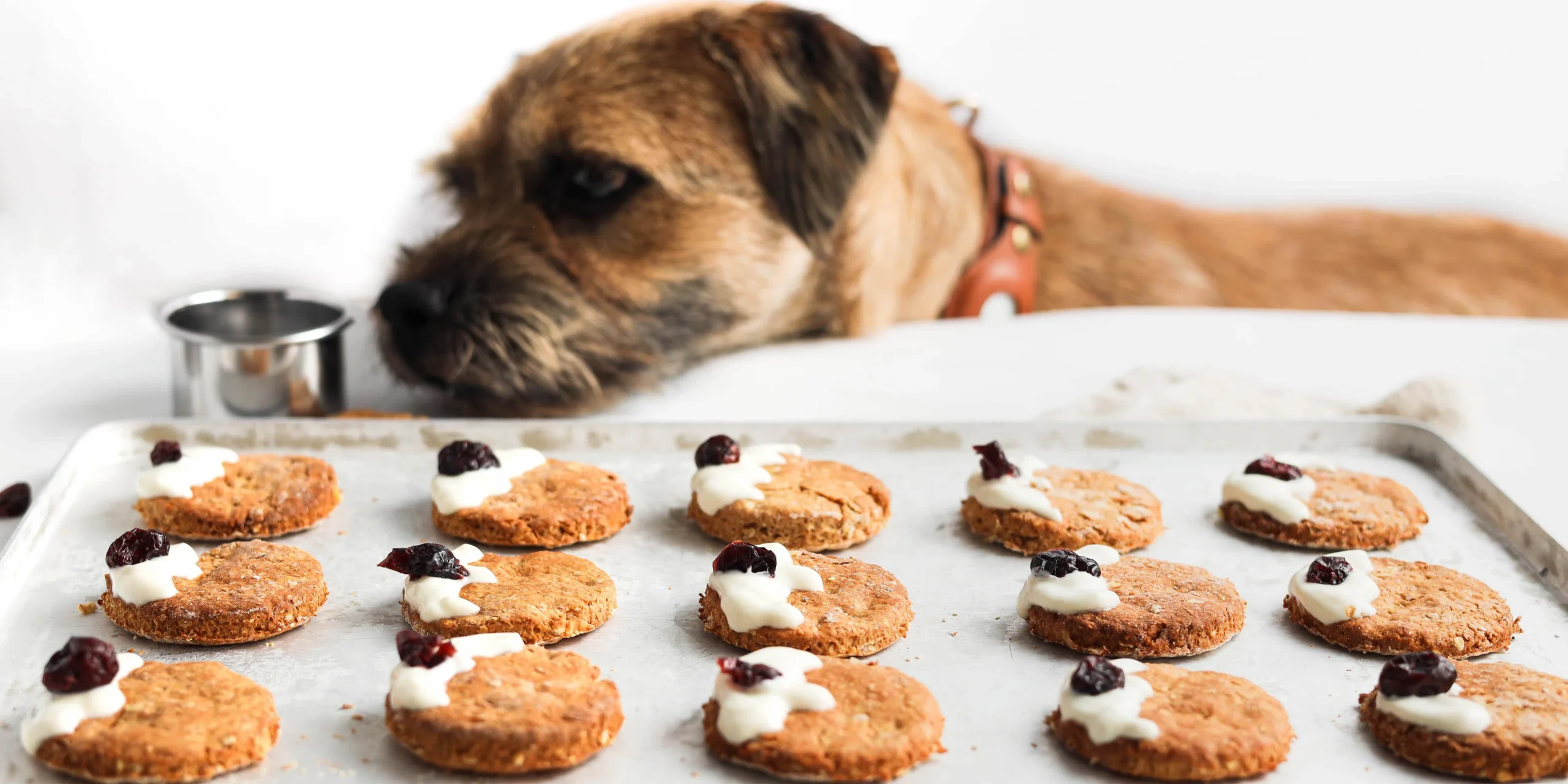 Front Page -ROYAL CANIN Shop Christmas pudding homemade dog treats 1 scaled